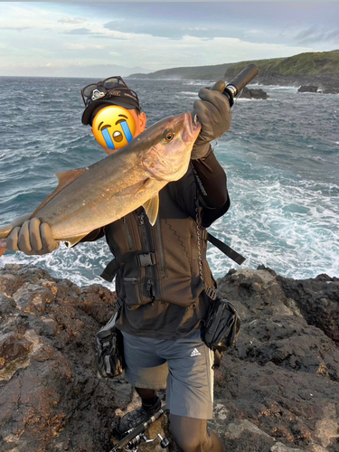 カンパチの釣果