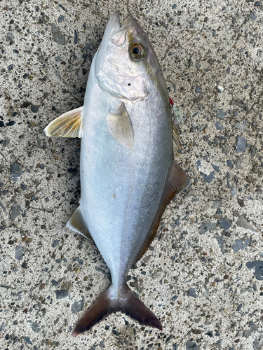 ショゴの釣果