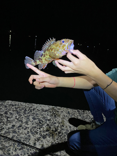 カサゴの釣果