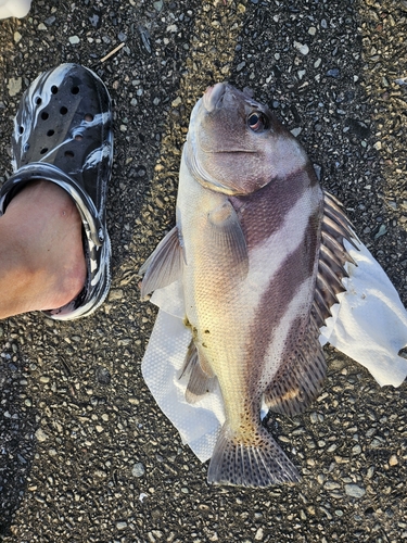 コショウダイの釣果