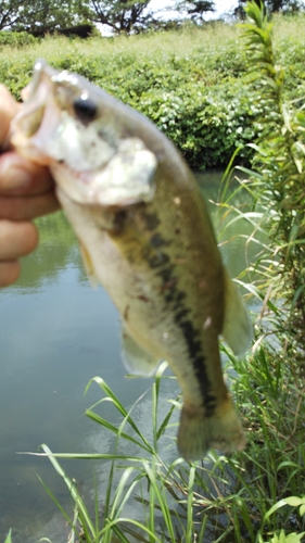 ラージマウスバスの釣果