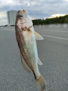 イシモチの釣果