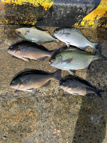 メジナの釣果