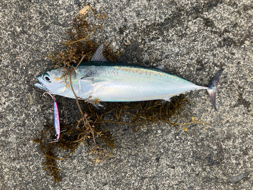 マルソウダの釣果