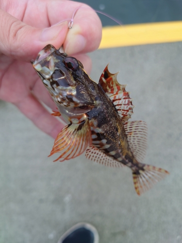 アナハゼの釣果