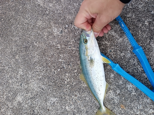 ショゴの釣果