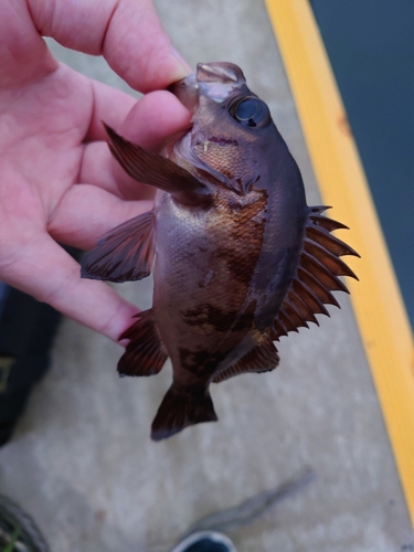 メバルの釣果