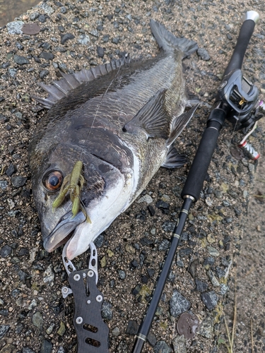 チヌの釣果