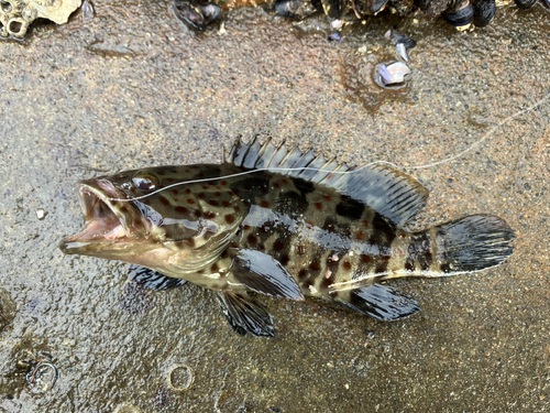 チャイロマルハタの釣果