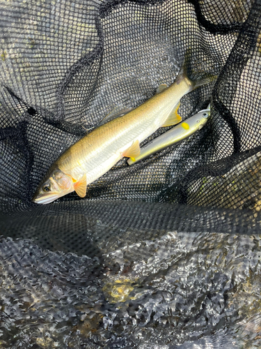 アユの釣果