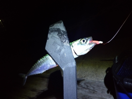 マサバの釣果