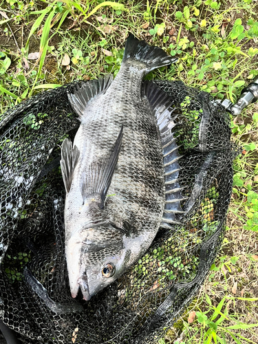 クロダイの釣果