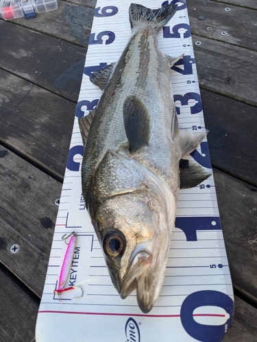 シーバスの釣果