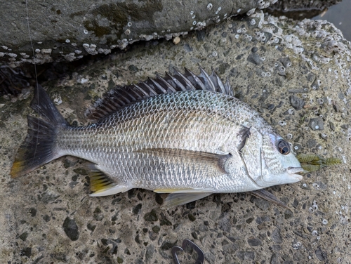 キビレの釣果