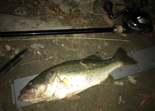 ラージマウスバスの釣果