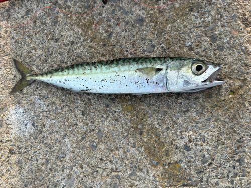 サバの釣果