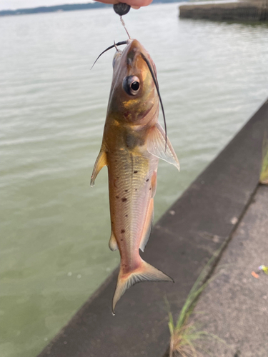 アメリカナマズの釣果