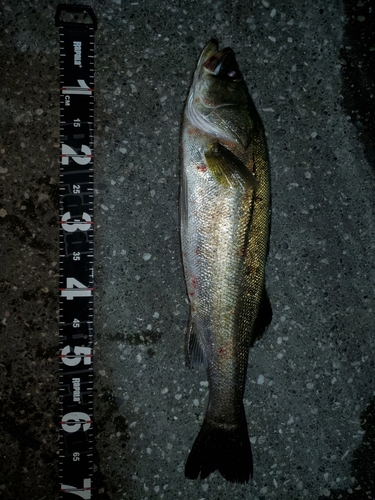 シーバスの釣果