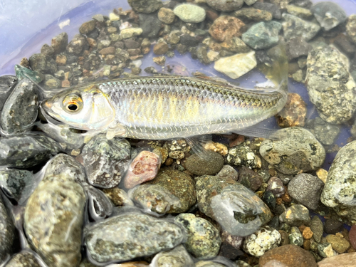 オイカワの釣果