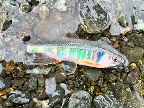 オイカワの釣果