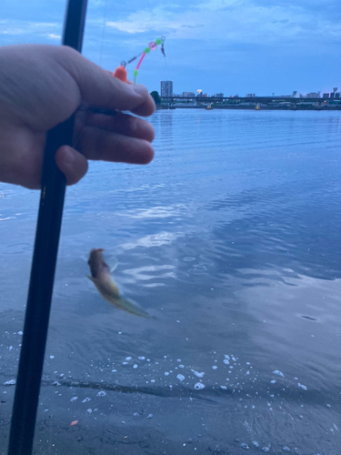 ハゼの釣果