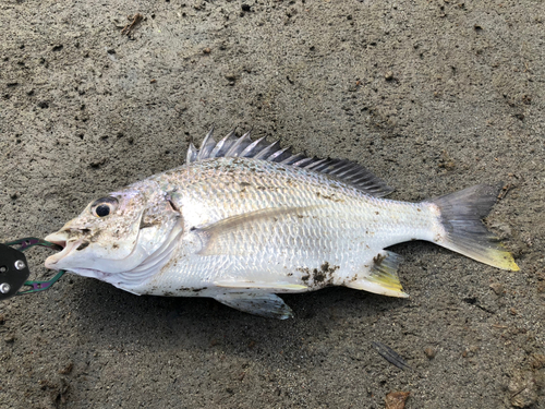 キビレの釣果