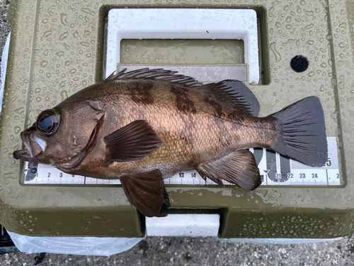 メバルの釣果