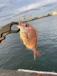 チャリコの釣果