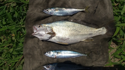 イシモチの釣果