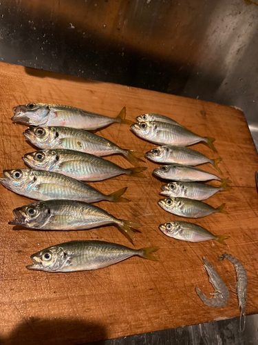 アジの釣果