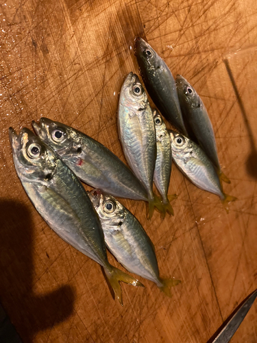 アジの釣果