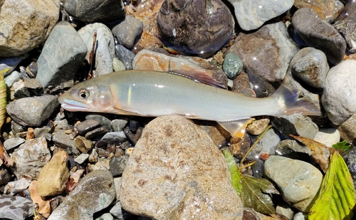 アユの釣果