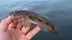 マハゼの釣果