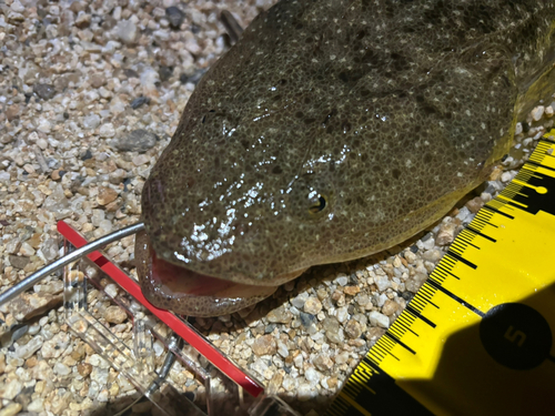 マゴチの釣果