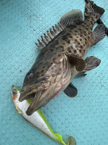 ハタの釣果