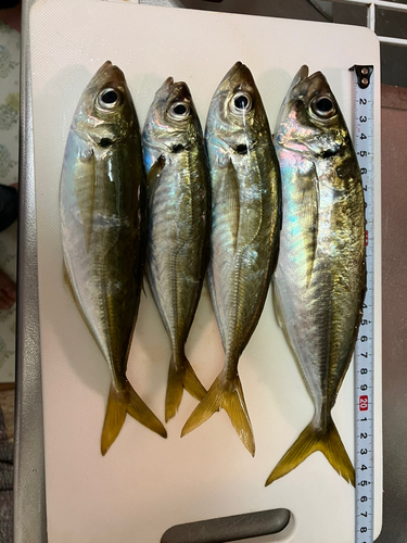 アジの釣果