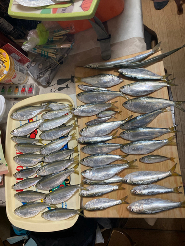 コノシロの釣果