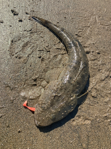 マゴチの釣果