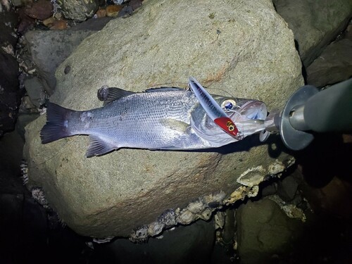 ヒラスズキの釣果