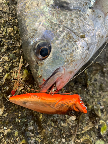 キビレの釣果