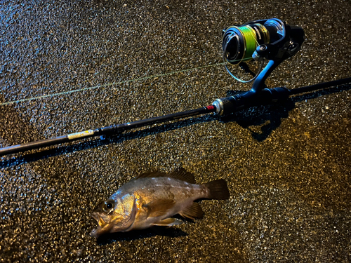 メバルの釣果