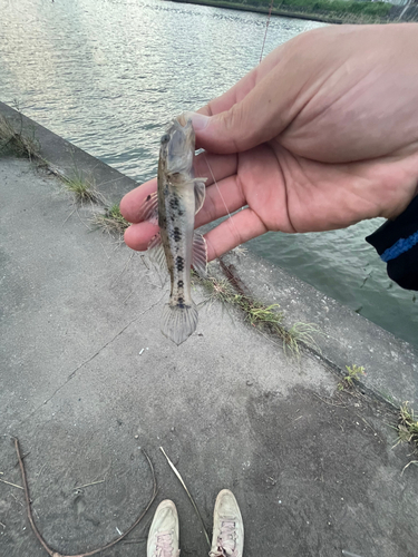 ハゼの釣果