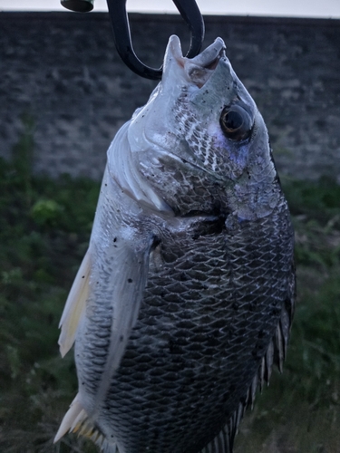 キビレの釣果