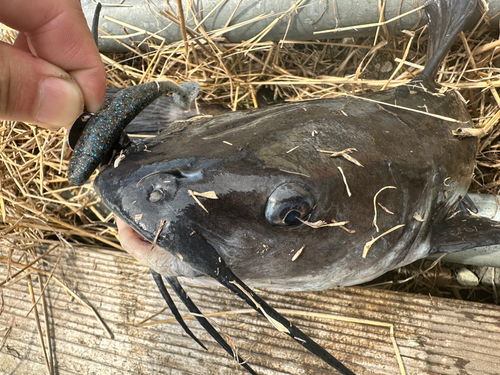 アメリカンキャットフィッシュの釣果