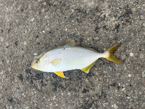 ショゴの釣果