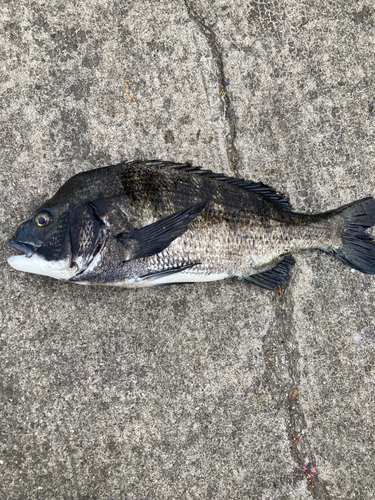 イシモチの釣果