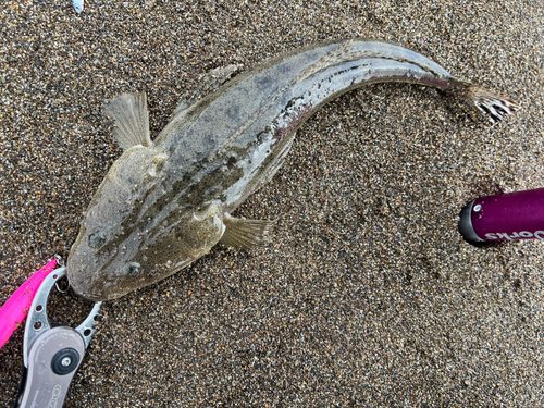 マゴチの釣果