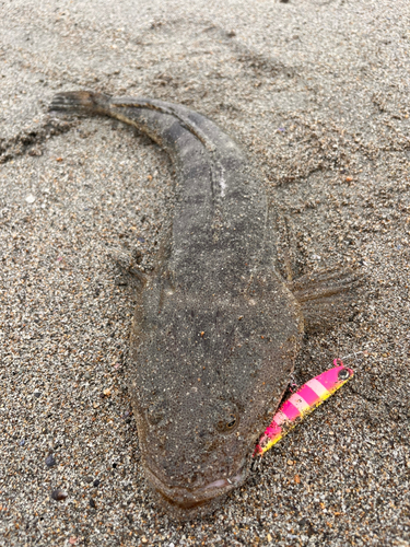 マゴチの釣果