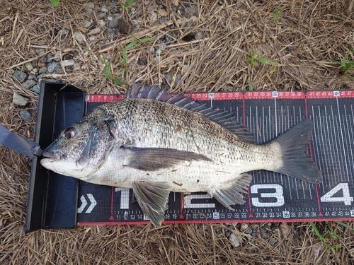 クロダイの釣果