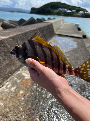 タカノハダイの釣果